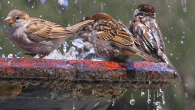 Bird Water Fountains: Aesthetic, Pros, and Attraction