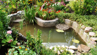 Build a Natural Pond Filter with Plants and Beneficial Bacteria