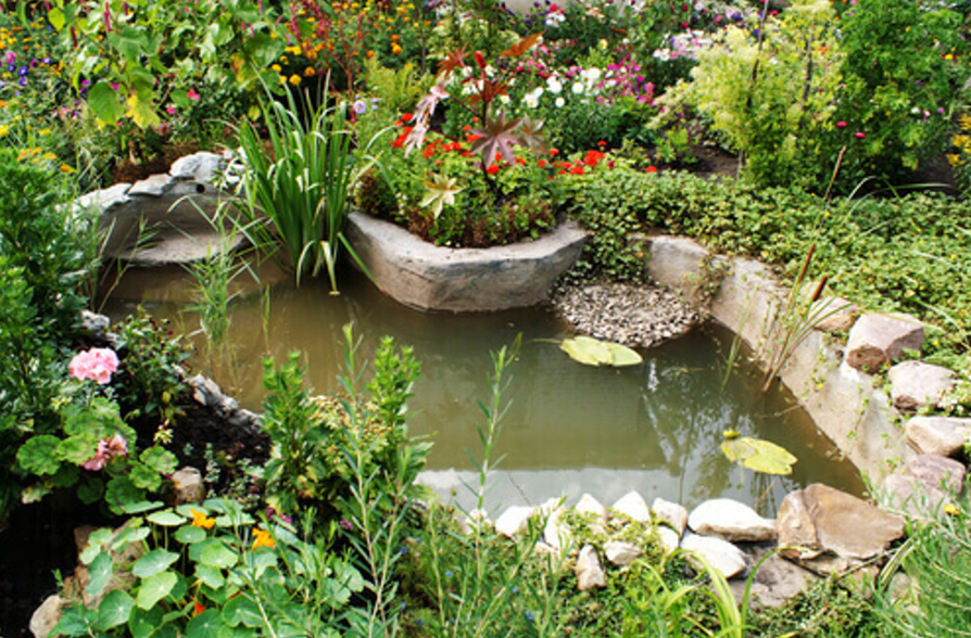 Build a Natural Pond Filter with Plants and Beneficial Bacteria