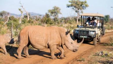 Safari Plains: A Malaria-Free Big Five Getaway in South Africa