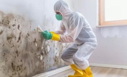 Free Mold Inspections for Your Apartment