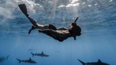 Shark Encounter Hawaii: An Unforgettable Ocean Adventure