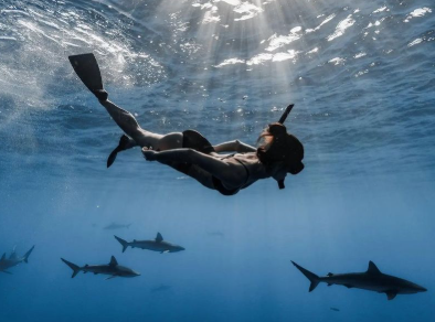 Shark Encounter Hawaii: An Unforgettable Ocean Adventure