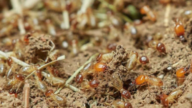 How do I get rid of Termites?