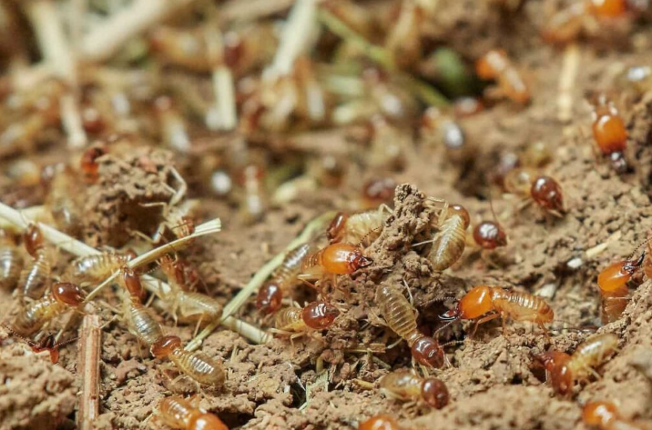 How do I get rid of Termites?