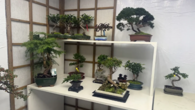 What Makes a Good Bonsai Supplier for Retail Businesses?