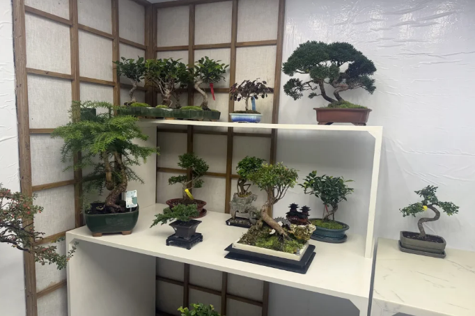 What Makes a Good Bonsai Supplier for Retail Businesses?