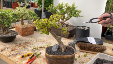 How to Prepare Bonsai Trees for Retail Display