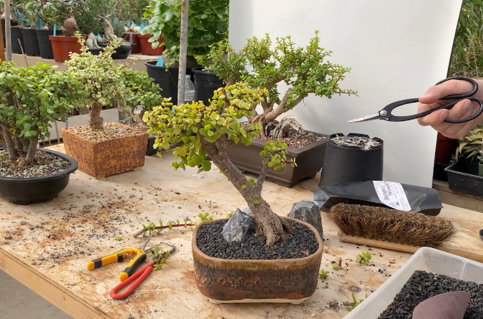 How to Prepare Bonsai Trees for Retail Display