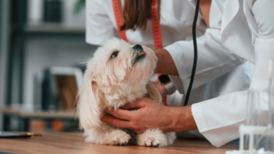 Why Pet Owners Shouldn’t Skip Wellness Visits