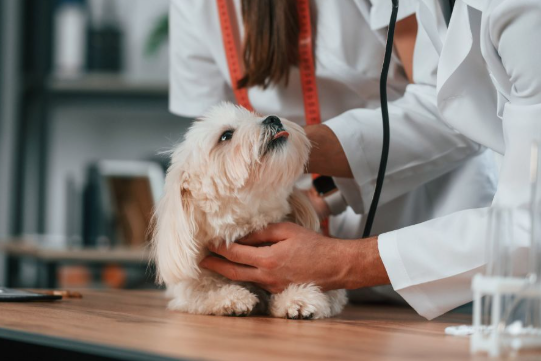 Why Pet Owners Shouldn’t Skip Wellness Visits