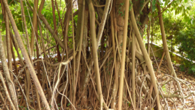 Understanding Aerial Roots on Ficus Trees