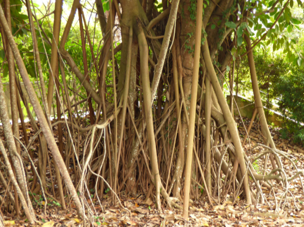 Understanding Aerial Roots on Ficus Trees