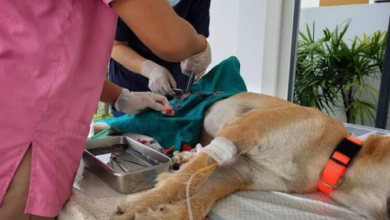 The Importance Of Spay And Neuter Services In Veterinary Care
