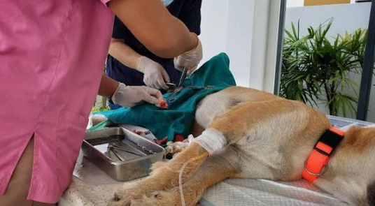The Importance Of Spay And Neuter Services In Veterinary Care
