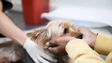 Spay Neuter Prep What Your Vet Clinic Wants You To Know Before Surgery