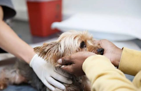 Spay Neuter Prep What Your Vet Clinic Wants You To Know Before Surgery